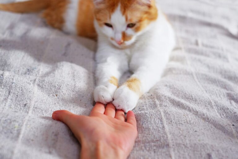 Friendship between human and cat. Paws are on the hand. Prietenia dintre om și pisică. Labuțele sunt pe mâna stapanului
