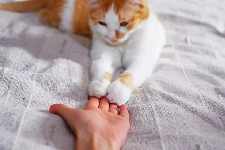 Friendship between human and cat. Paws are on the hand. Prietenia dintre om și pisică. Labuțele sunt pe mâna stapanului