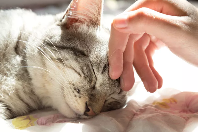 mâna unei femei care mângâie un cap de pisică, dragoste pentru animale