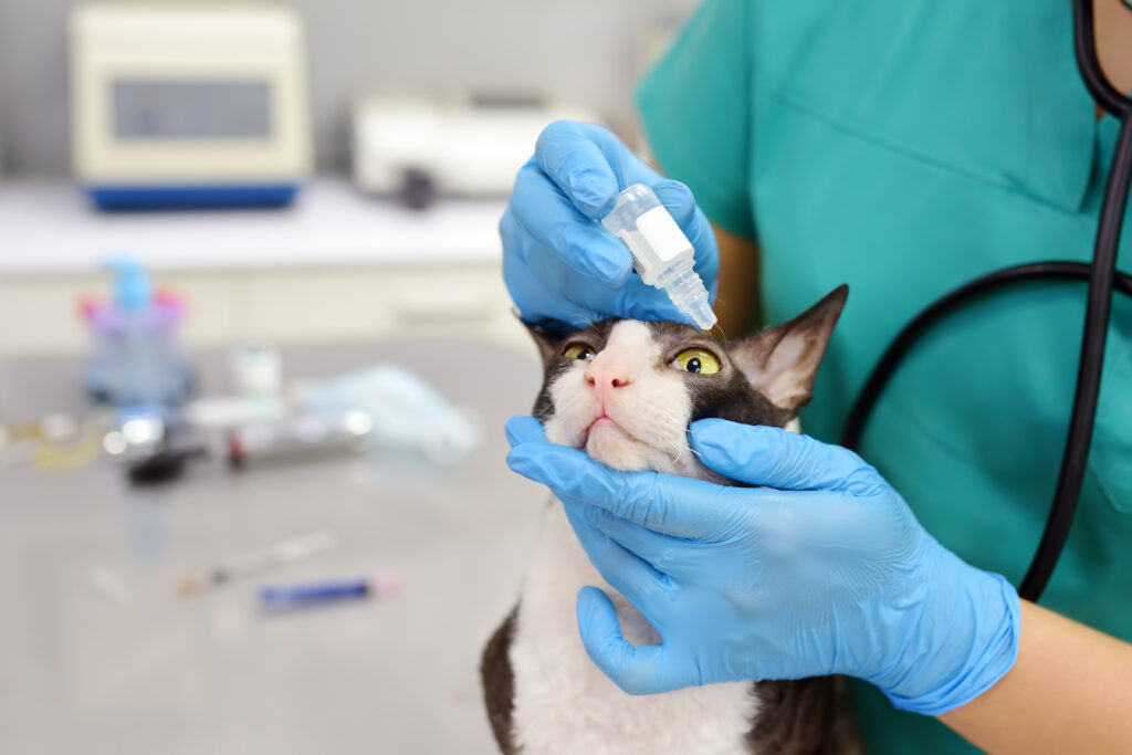 Medicul veterinar verifică vederea unei pisici din rasa Cornish Rex într-o clinică veterinară. Ea aplică picături pe ochii animalelor de companie. Sănătatea animalelor de companie.