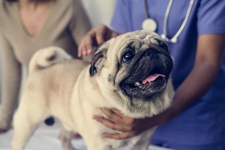 Pug de companie într-o clinică veterinară