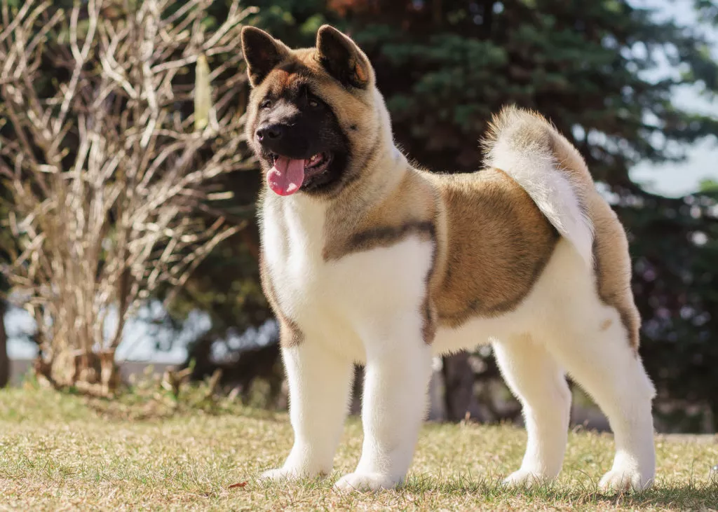 Pui de akita american in parc, akita american alb cu bej