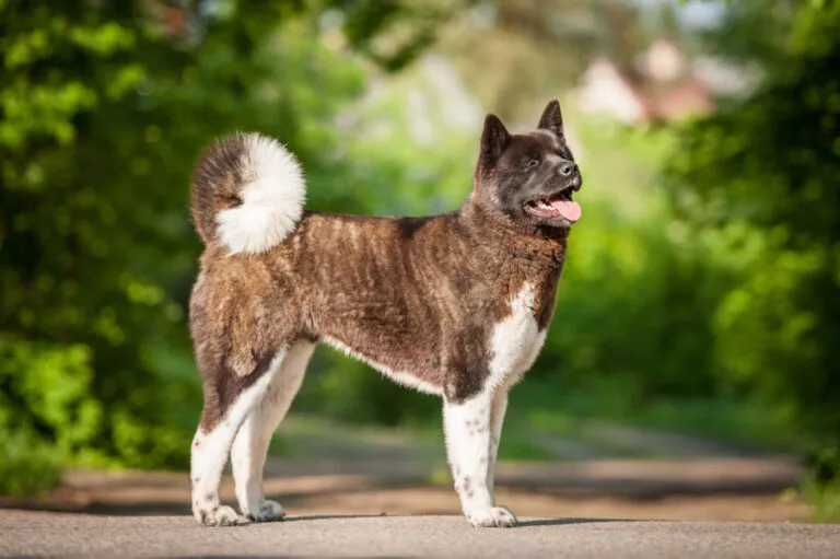 Akita american adult cu limba scoasa, in parc