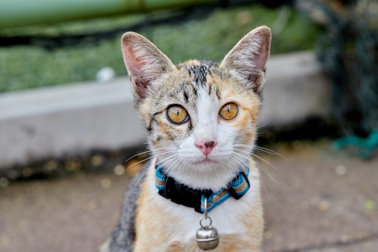 Pisica Calico cu ochi galbeni Privind La Cameră