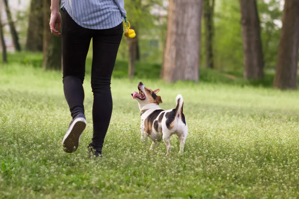 Câine cu instinct de vânătoare - dresaj în aer liber - terrier si minge de tenis