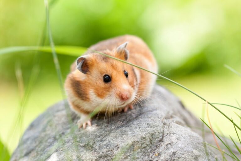Hamster drăguț (hamster sirian) pe o piatră afară în iarbă