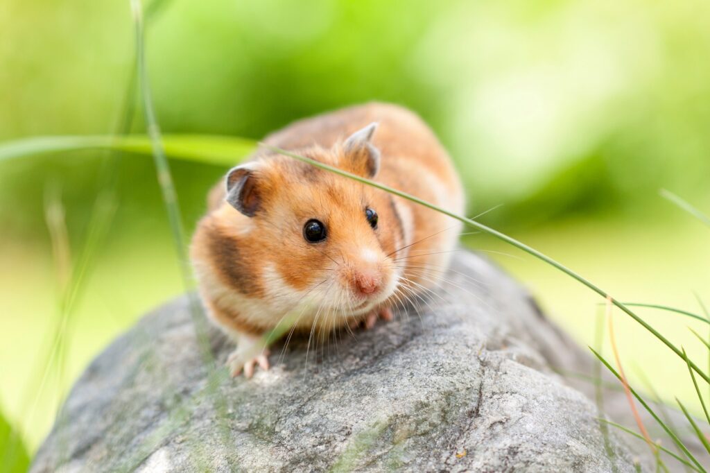 Hamster sirian (Hamster auriu) - Nutriție și Sănătate | zooplus Ghid