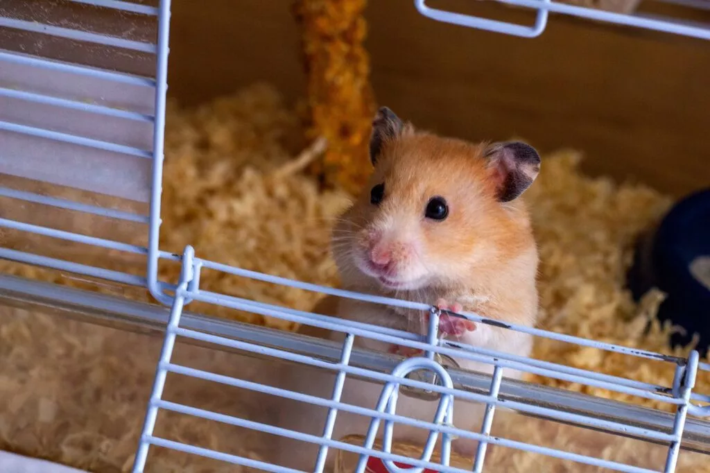 Un hamster care se uită pe ușa deschisă a cuștii