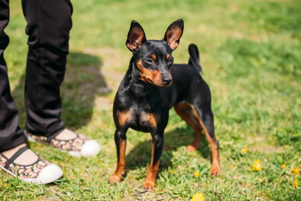 Pinscher Pitic pe iarba