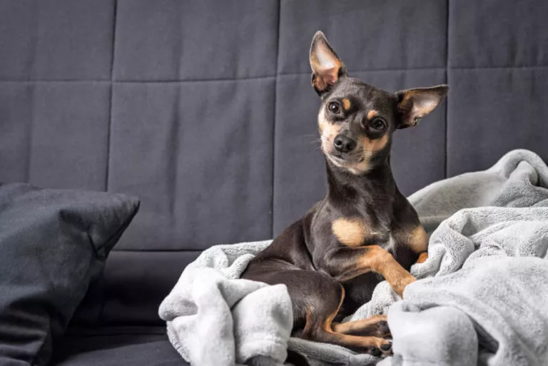 Pinscher pitic pe canapea într-o păturică, fotografie tip portret