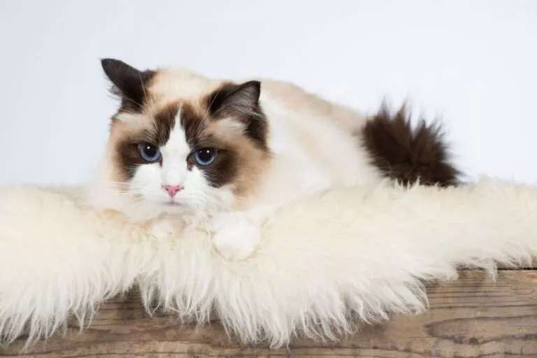 Portretul pisicii Ragdoll. Fotografie de studio in timp ce pisica sta pe un covor alb pufos