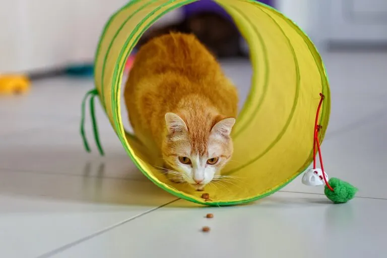 Pisică rășcată care mănâncă recompense lăsate una câte una pe jos. Dresarea pisicii să treacă prin tunel. Tunel verde deschis pentru pisici pe gresie albă