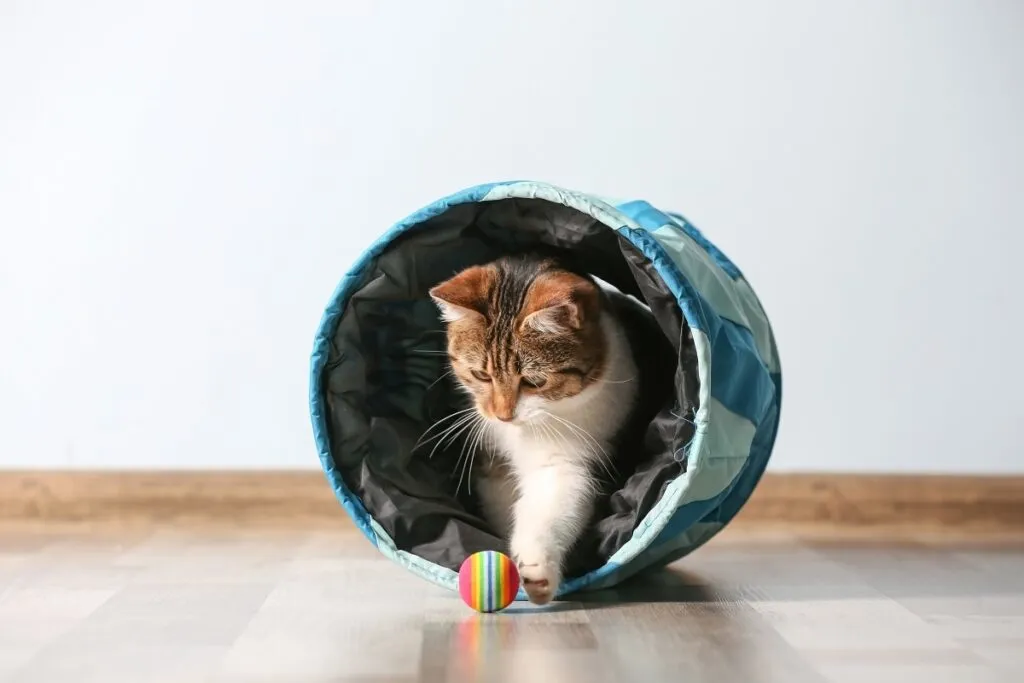 Pisică care se joacă cu o minge colorată. Se află într-un tunel sau coșulet răsturnat