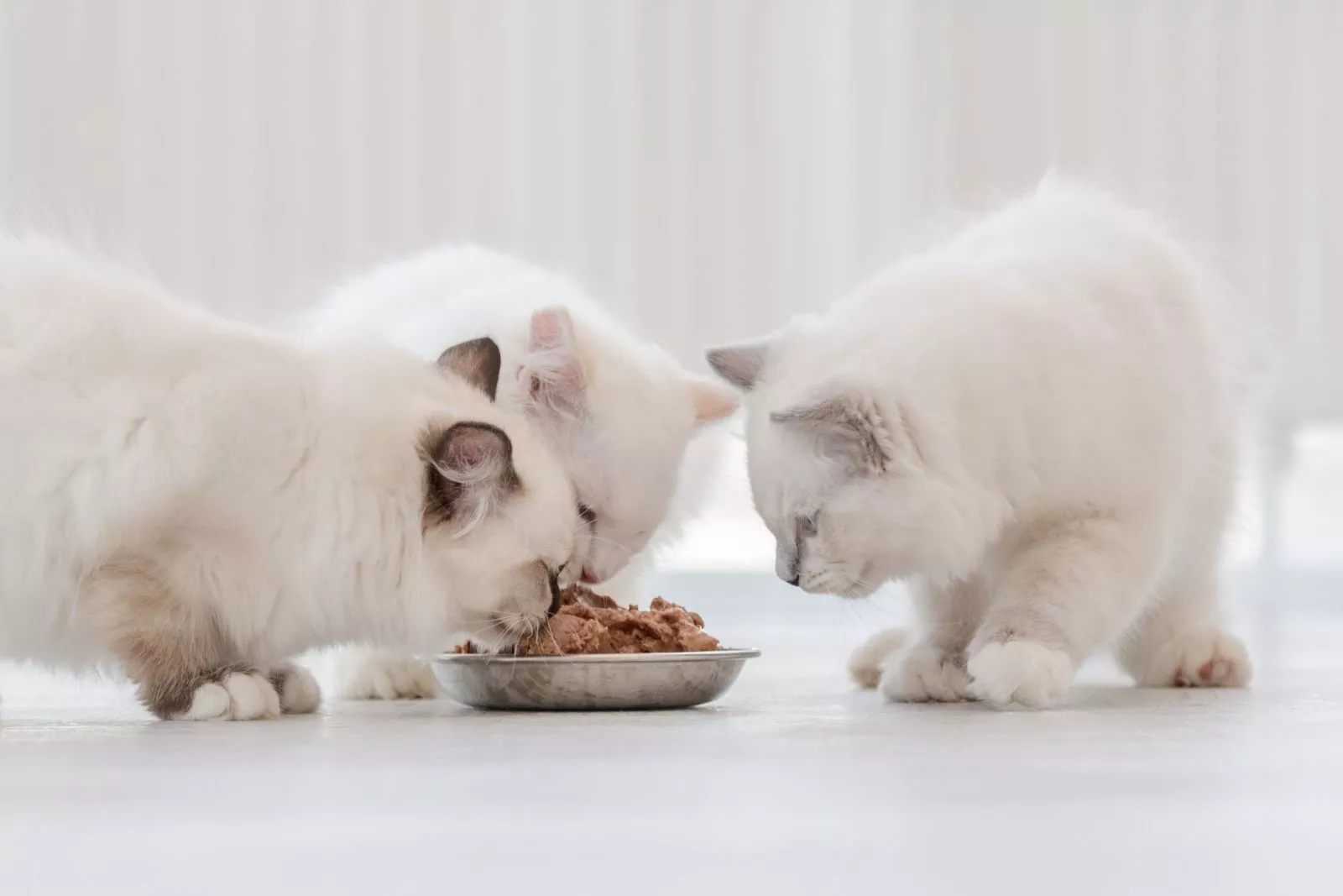 Trei pisici ragdoll albe, pufoase, care mănâncă împreună hrana din bol. Animale de companie frumoase de rasă pură care mănâncă mâncare împreună