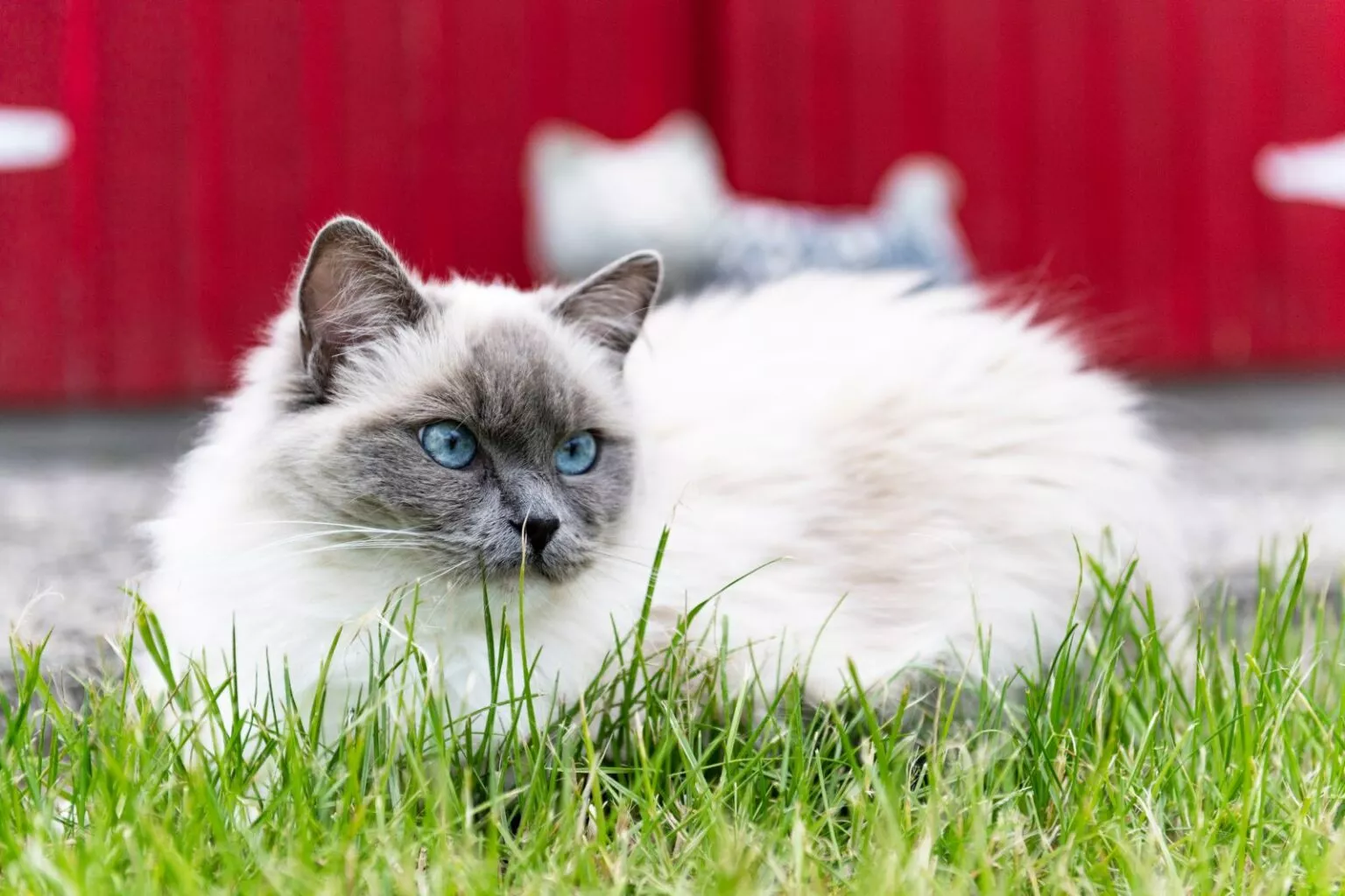 Pisica ragdoll pe iarba in gradina pe fundalul unui gard rosu