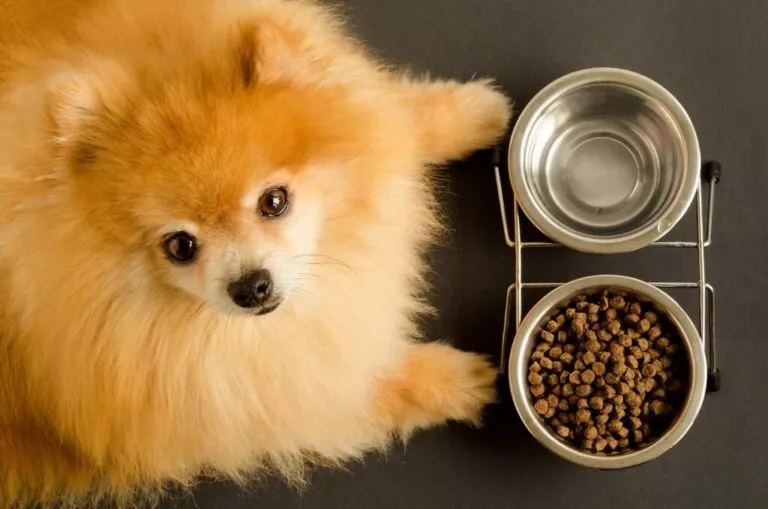 Pomeranian care se uită în sus la cameră, are în față un bol cu apă și unul cu hrană uscată pentru câini dar nu mănâncă