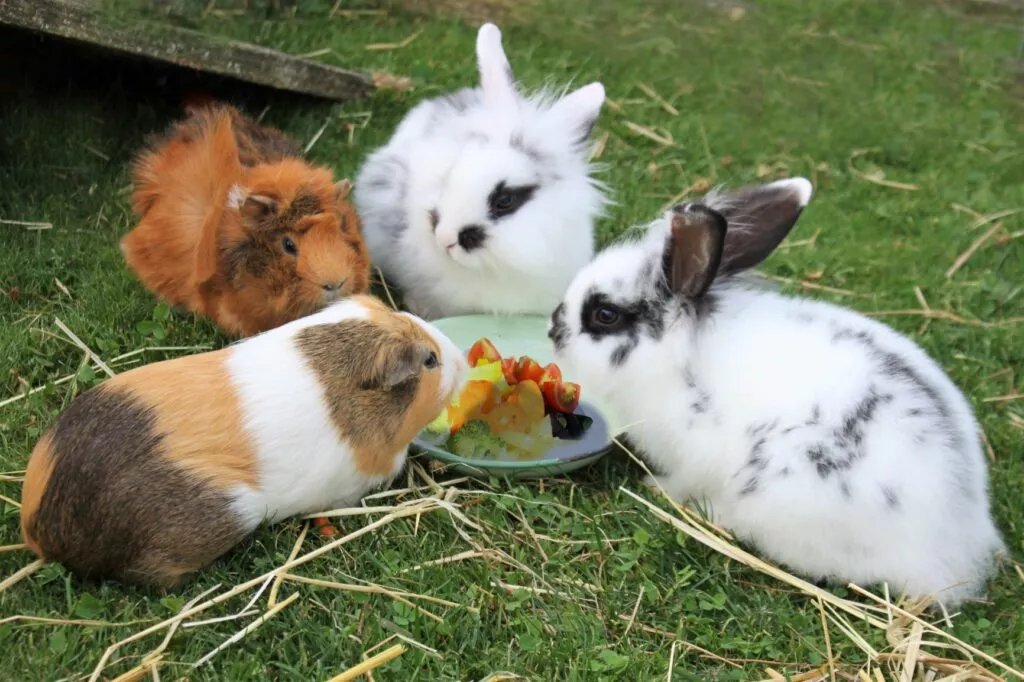 Doi iepuri albi și doi porcușori de Guineea impart o farfuriuță cu mâncare afară pe iarbă