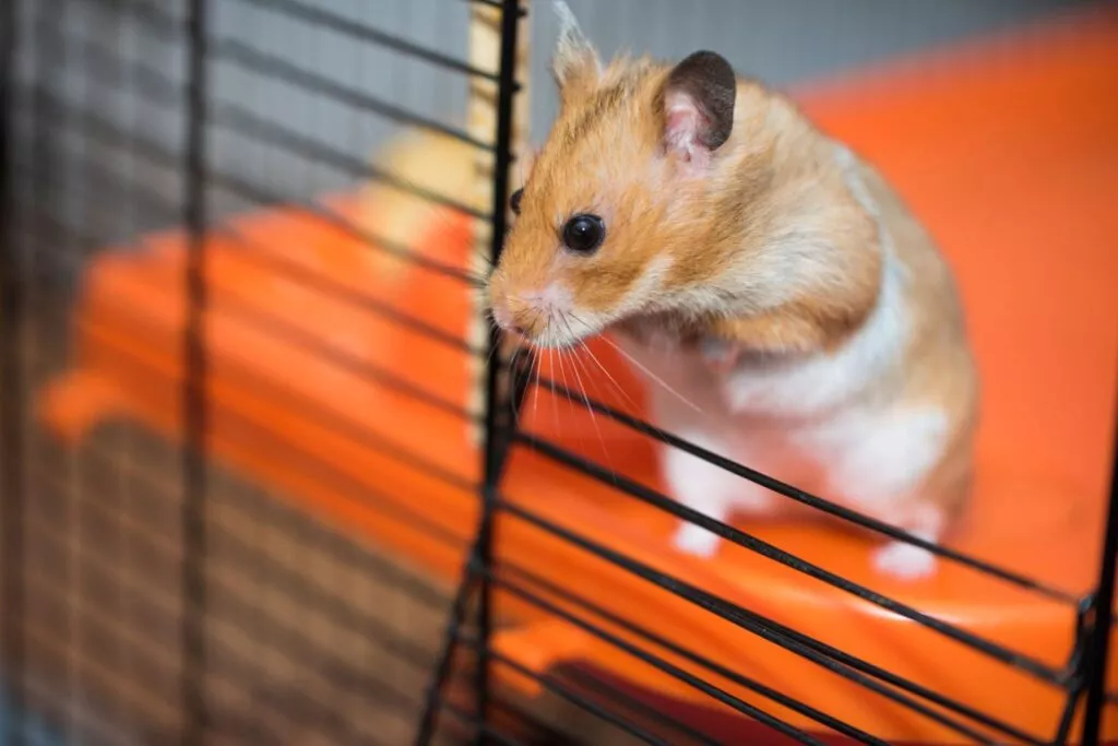 Hamster care vrea să scape din cușcă