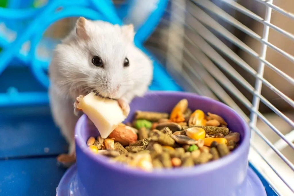 Un hamster alb mănâncă lângă un castron violet din cușca lui