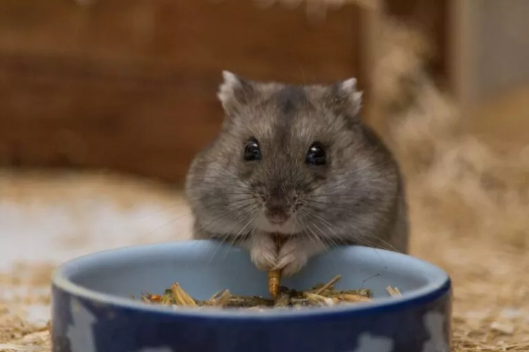 Hamster gri pitic care mănâncă dintr-un bol cu mâncare