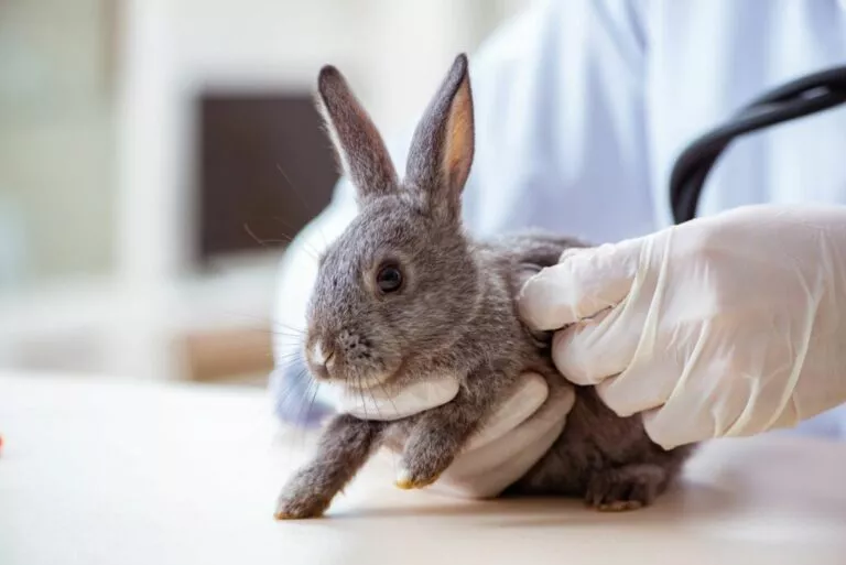 Un medic veterinar examinează un iepure cu rinită.