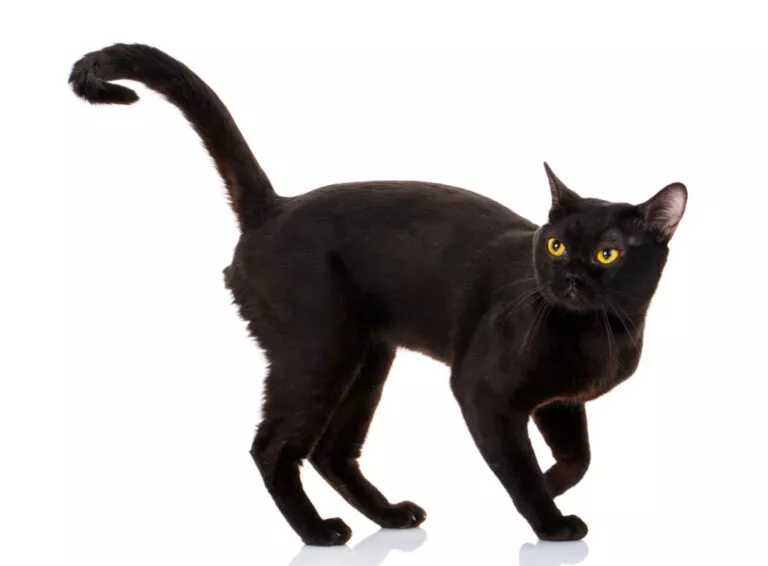 Pisica Bombay, pisica neagră cu ochii galbeni pe fundal alb de studio