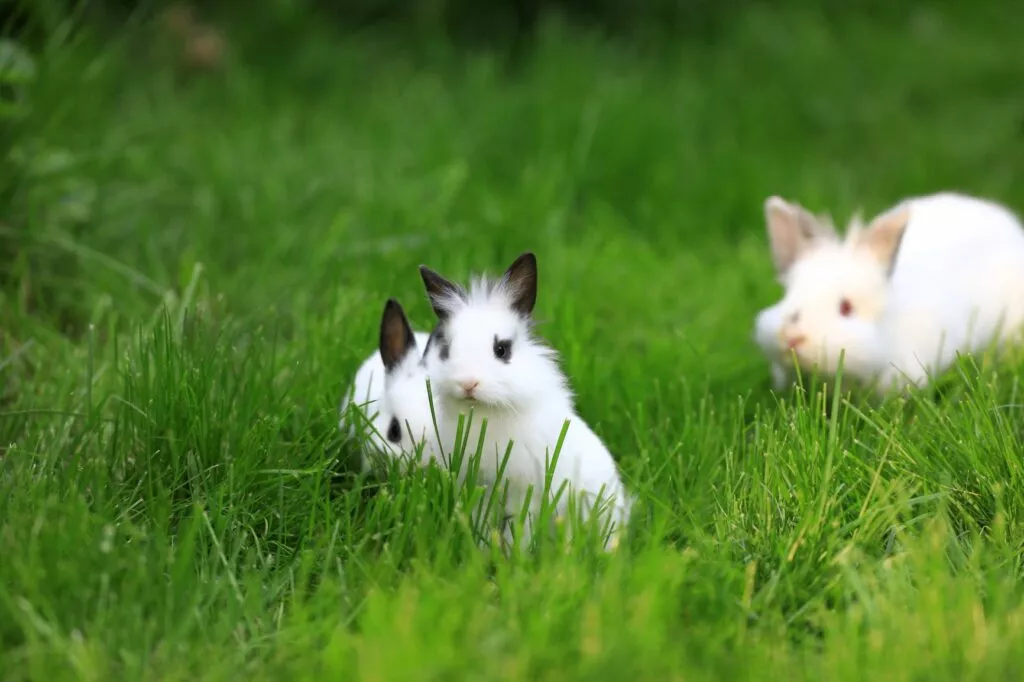 Trei pui de iepure prin iarba - iepuri albi cu urechi negre