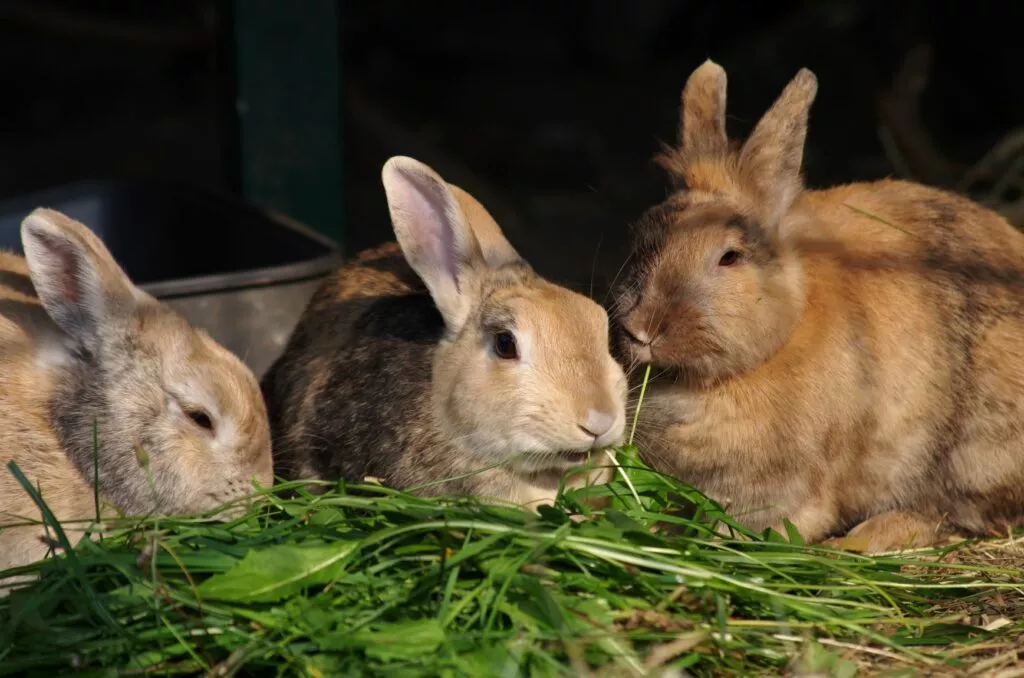 Trei iepuri în cușcă