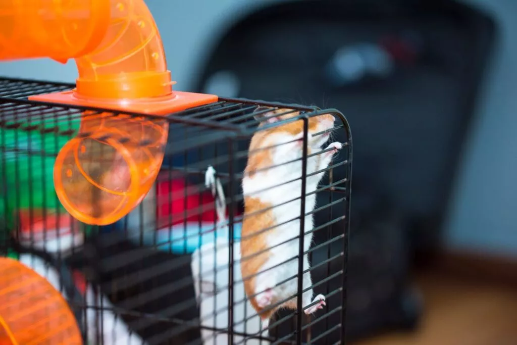 Hamster încearcă să scape din cușcă, agățat de bare