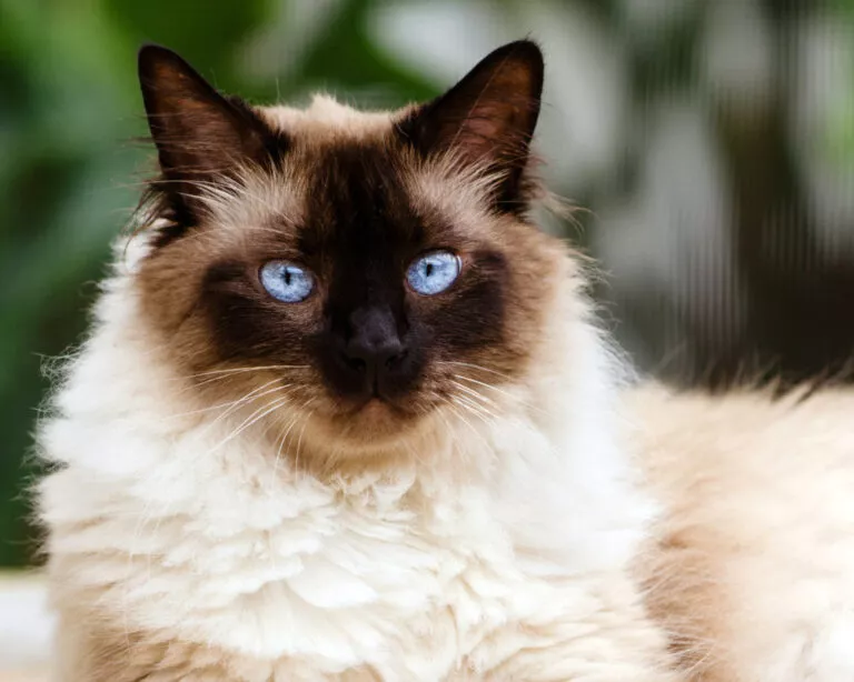 Pisica siameza persană himalayana cu ochi albastrii