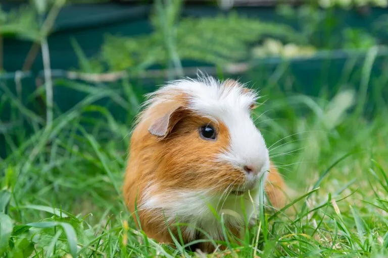 Porcusor de Guineea alb cu maro în grădină la iarbă verde