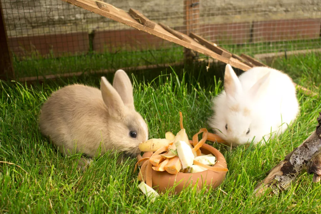 doi iepuri pitici pe iarba in cusca din gradina