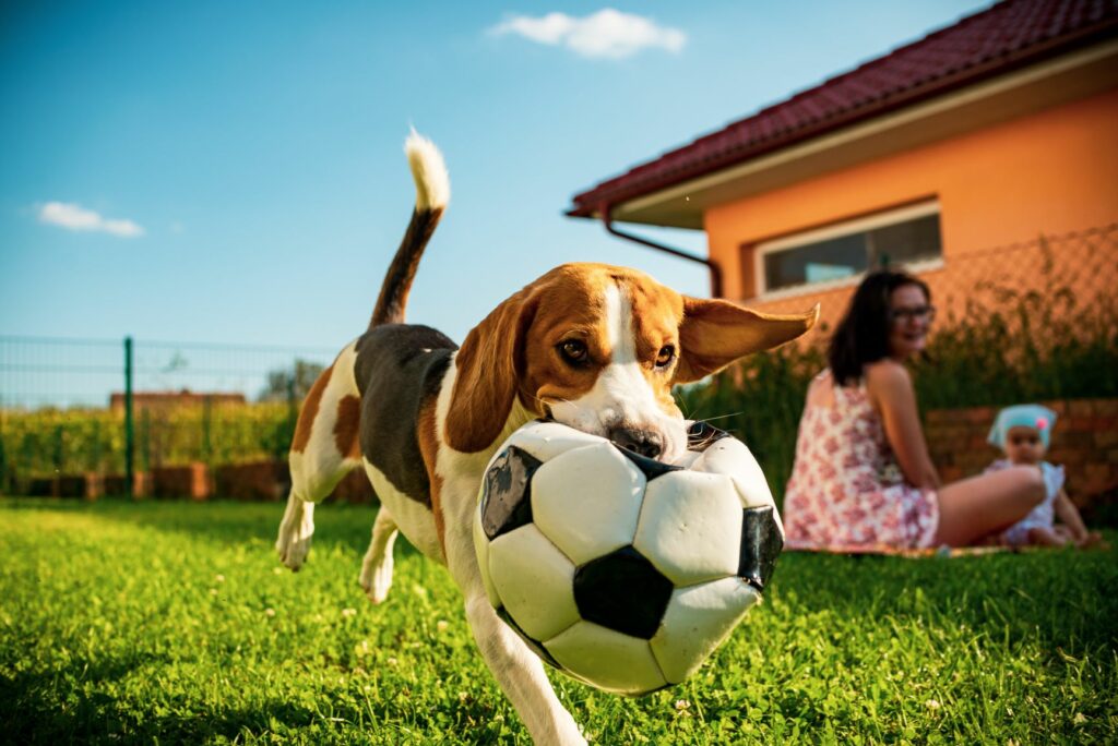 Beagle cu o minge de fotbal in gura la joaca in gradina alaturi de familie
