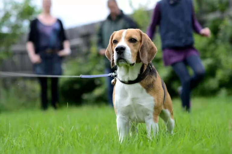 Beagle in lesa pe iarba