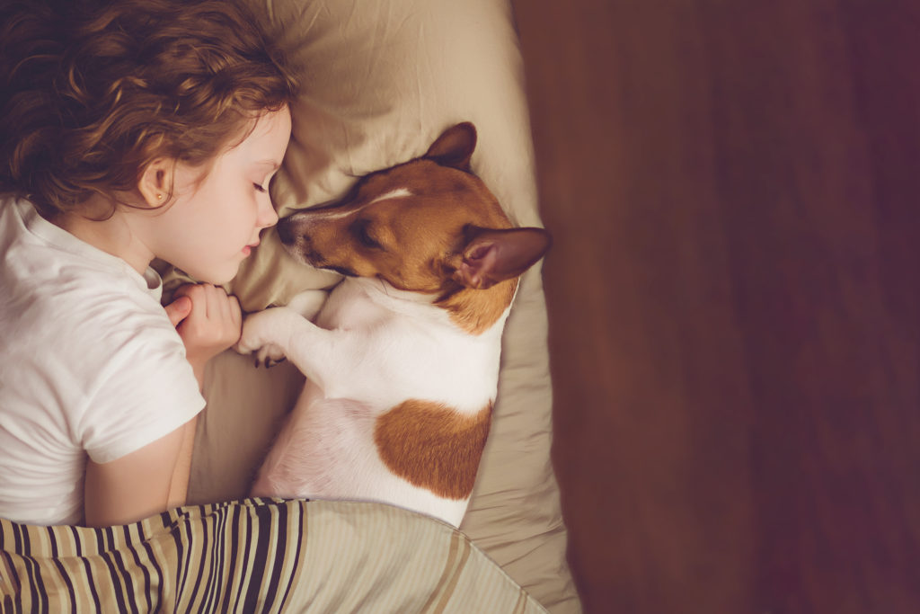Fetiță creață care doarme alături de ei câinele Jack Russell