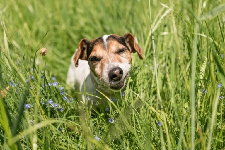 Câine din rasa Jack Russell Terrier care mănâncă iarbă pe o pajiște verde