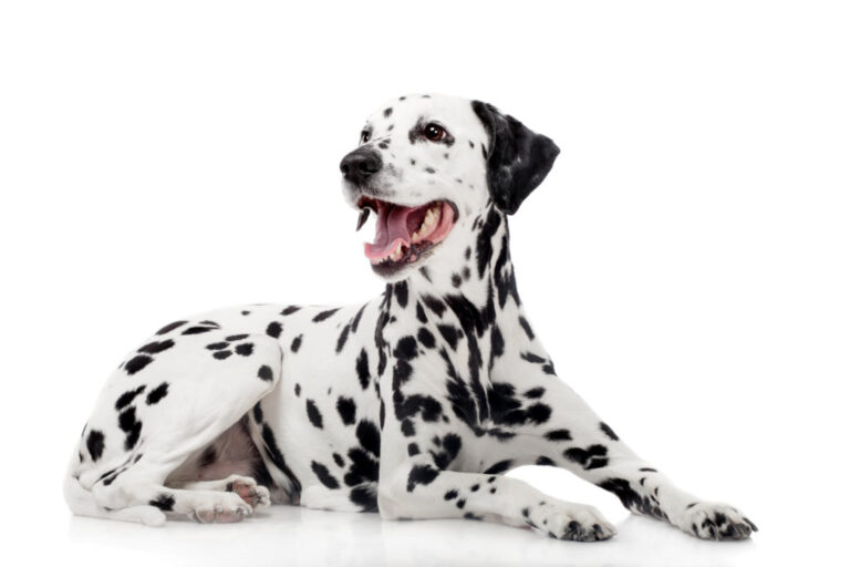 Dalmatian adult poza de studio Dalmatian adult poza de studio