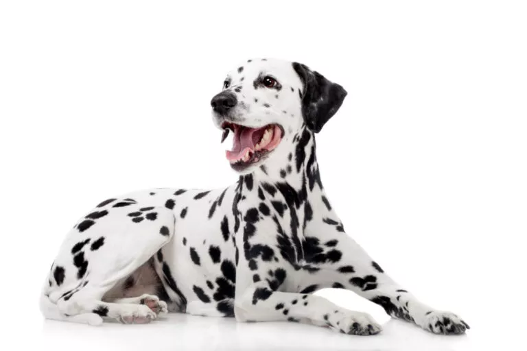 Dalmatian adult poza de studio