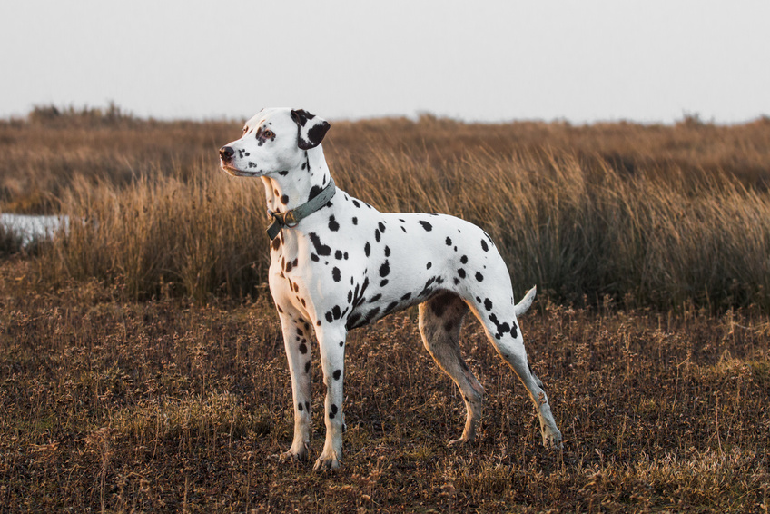 Câine dalmațian adult pe câmp