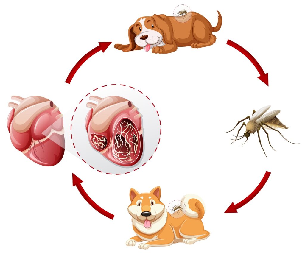 Ilustrație a ciclului de infectare cu viermi la inima - de la țânțare la câine și mai apoi către inimă
