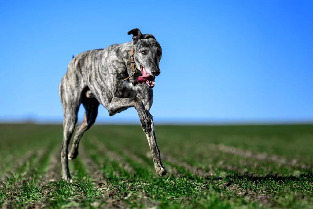 Greyhound alergând la viteză maximă în timpul unei sesiuni de antrenament