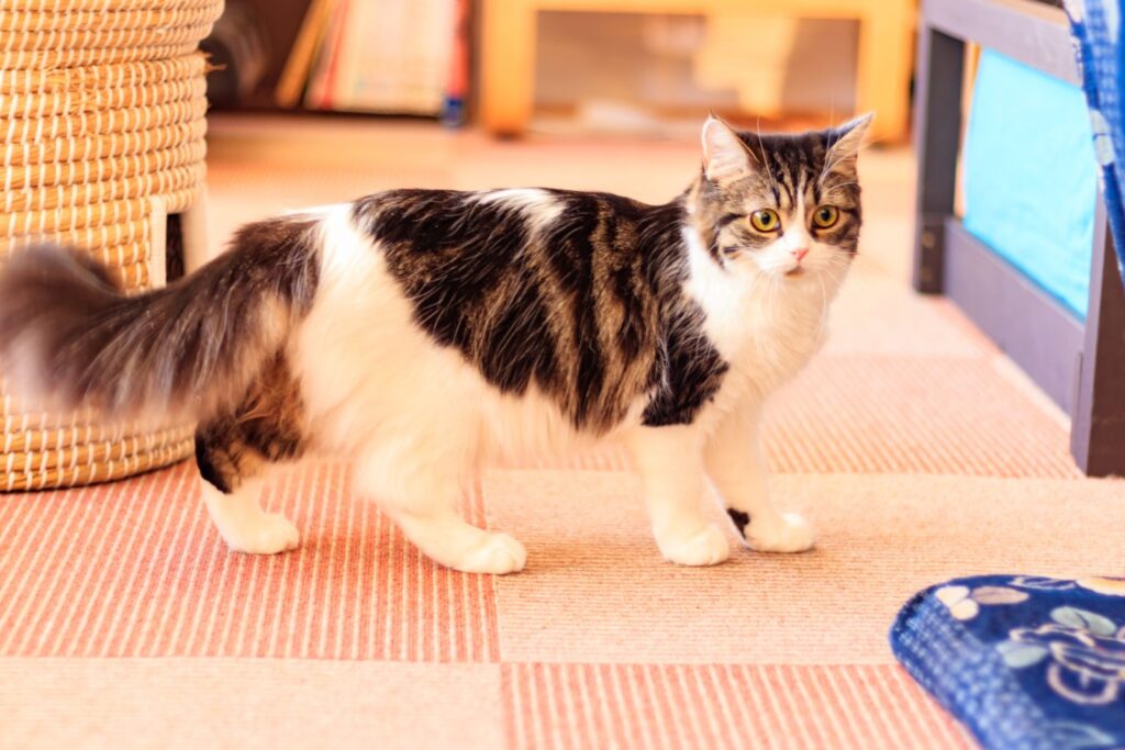 Munchkin Pisică Munchkin alb cu negru