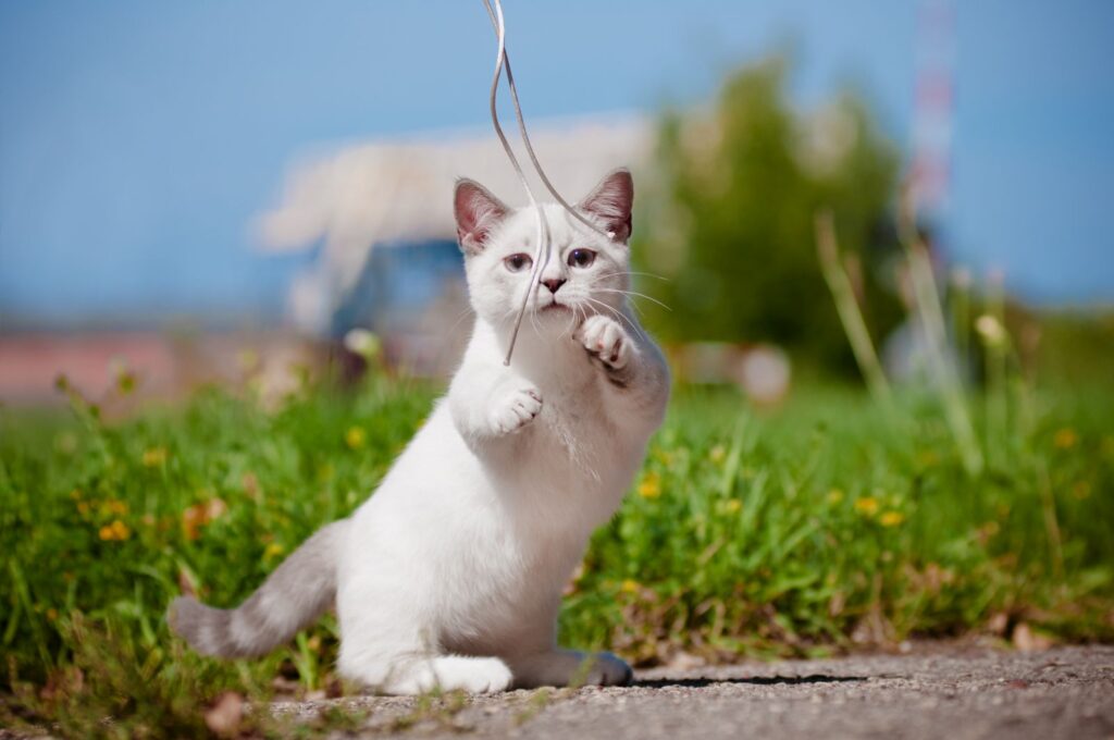 Pisică Munchkin care se joacă în aer liber