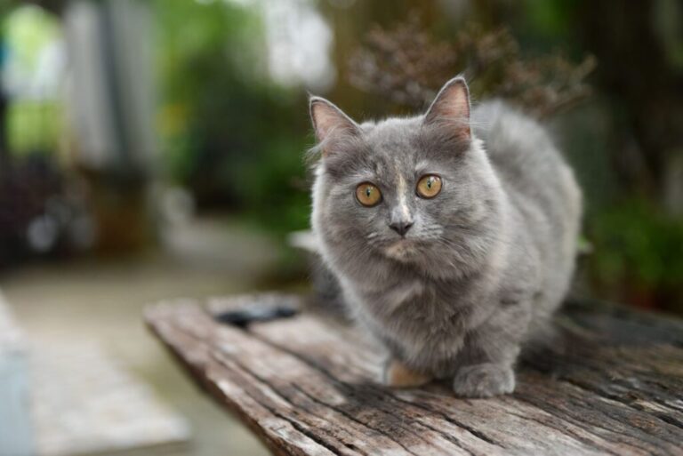 munchkin cat Munchkin gri cu ochi galbeni pe o bancă