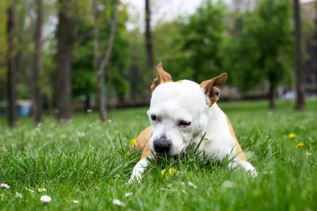 Câine care mănâncă iarbă în parc