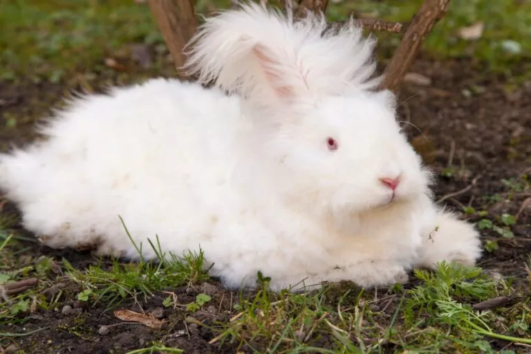 Iepure de angora pufos care mănâncă ierburi pe iarbă