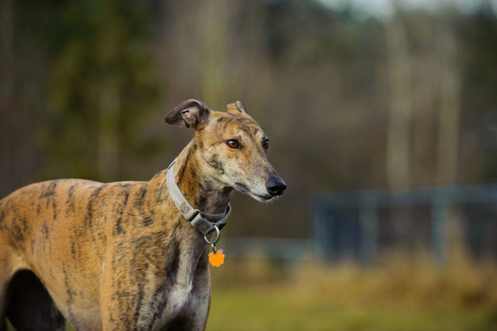 Greyhound standing in fenced in field Ogar englez în padure - forografie din profil