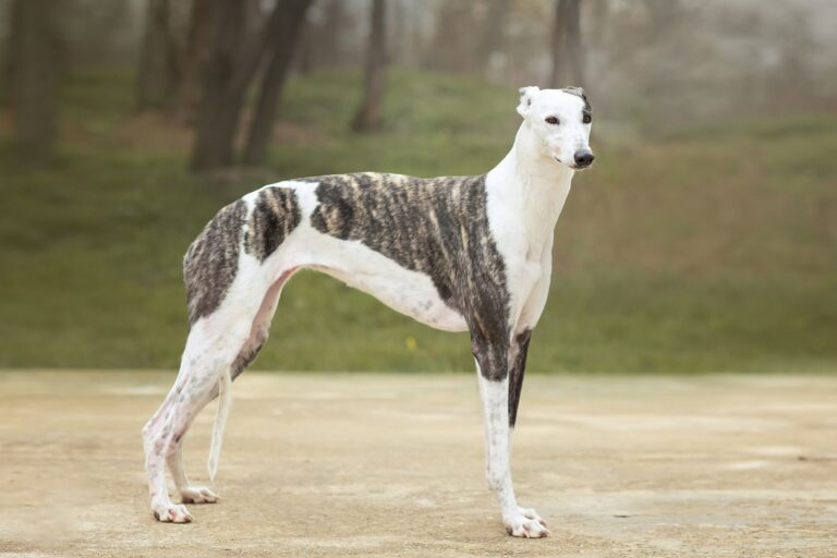 Repeated Overtake Correction Ogarul Englez (Greyhound) - Caracteristicile Rasei | zooplus Ghid