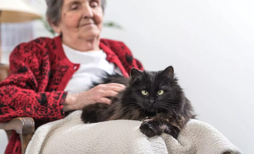 pisica de terapie neagra pufoasa in poala unei batrane