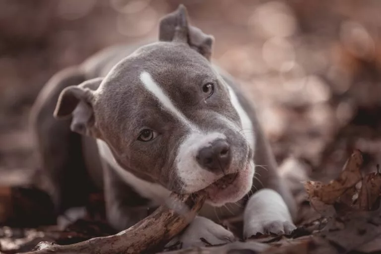 American Bully care roade un lemn în pădure